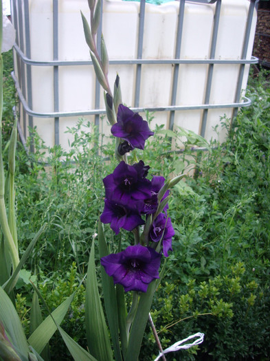 IMGP3340 - gladiole