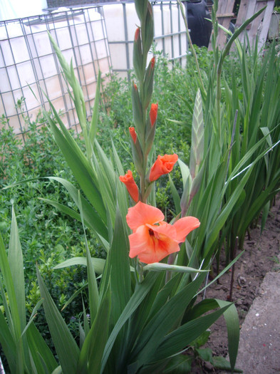 IMGP3341 - gladiole