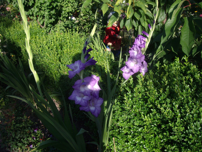 IMGP3383 - gladiole