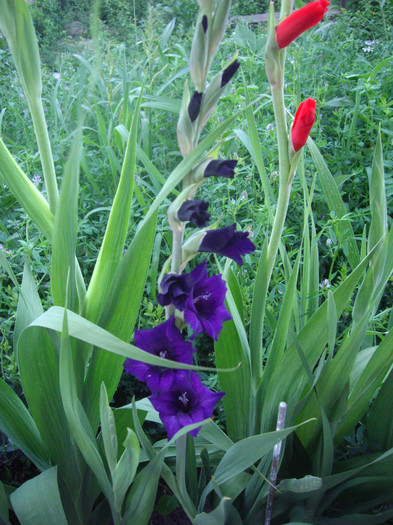 IMGP3386 - gladiole