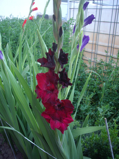 IMGP3387 - gladiole