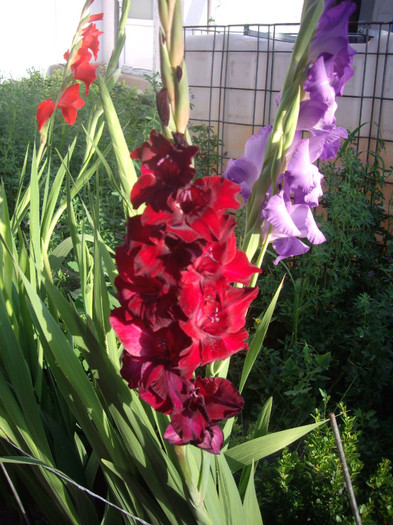 IMGP3408 - gladiole