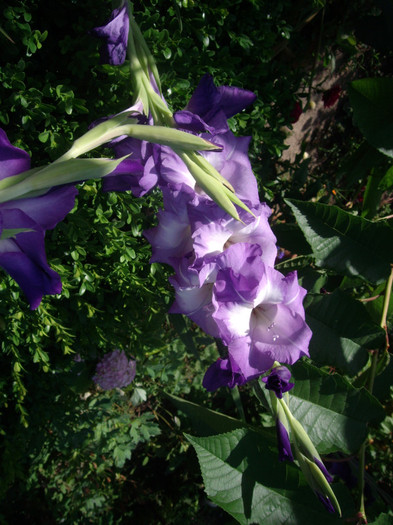 IMGP3411 - gladiole