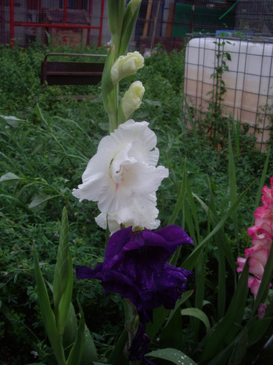 IMGP3419 - gladiole