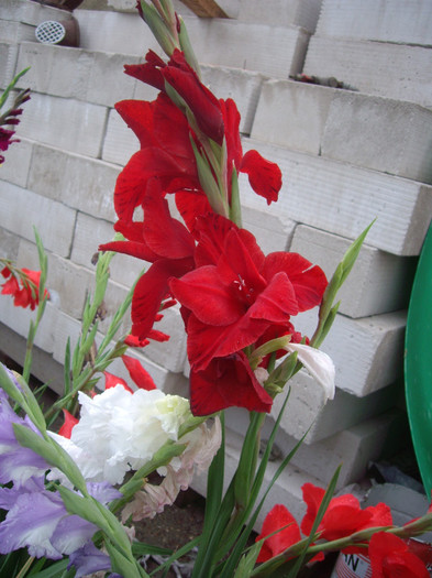 IMGP3420 - gladiole