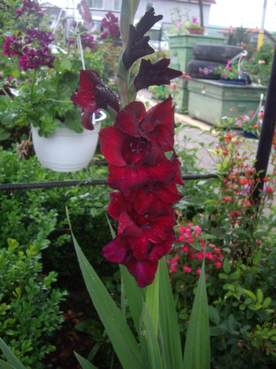 IMGP3423 - gladiole