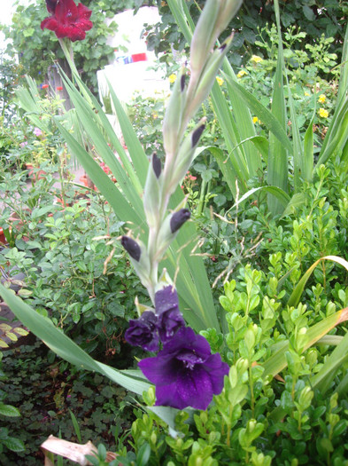 IMGP3424 - gladiole