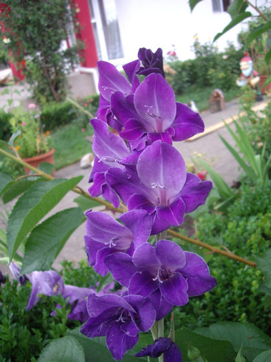 IMGP3429 - gladiole