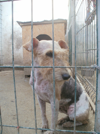 P1010169 - 3    FOX TERRIER