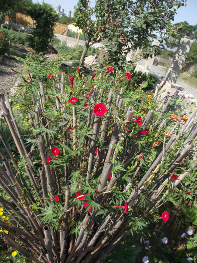 DSCF7931 - c-vara