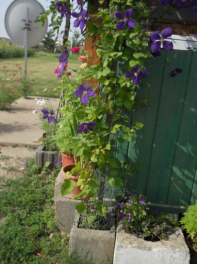 DSCN5549 - iunie-iulie 2012