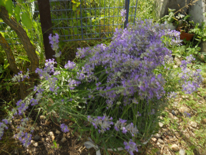 DSCN5554 - iunie-iulie 2012