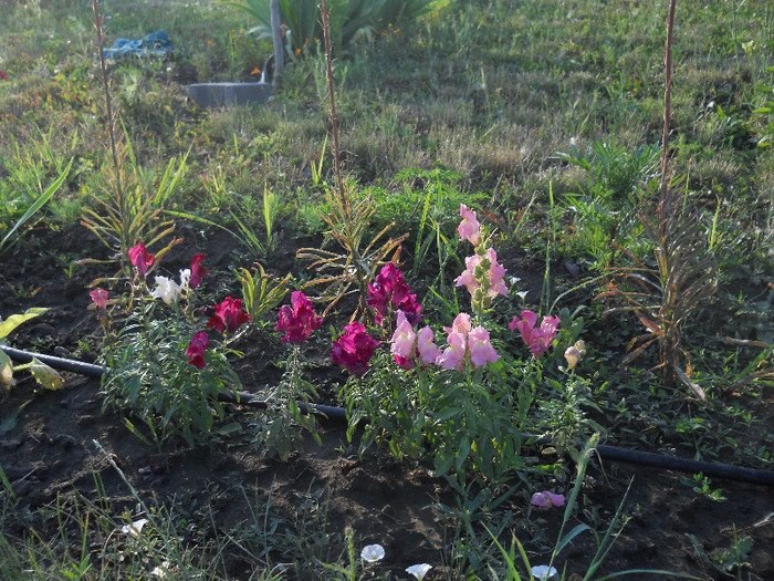 DSCN5611 - iunie-iulie 2012