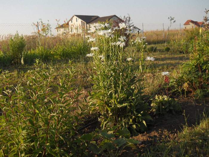 DSCN5613 - iunie-iulie 2012