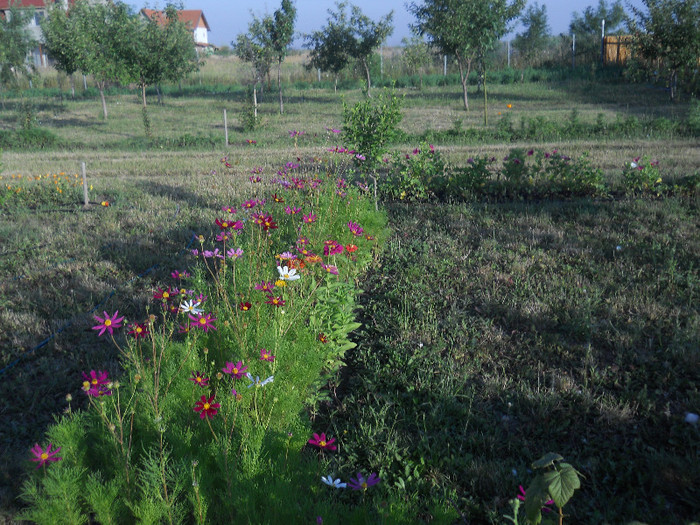 DSCN5614 - iunie-iulie 2012