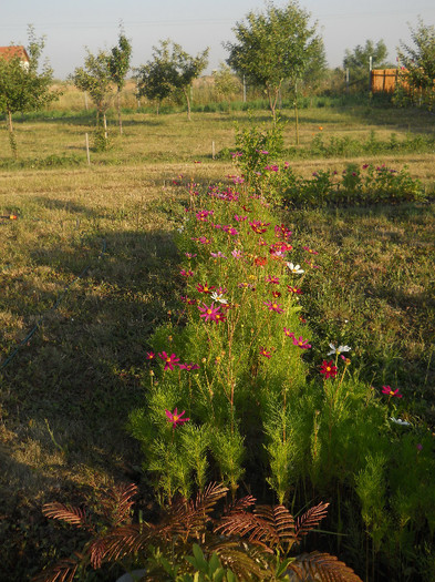 DSCN5616 - iunie-iulie 2012