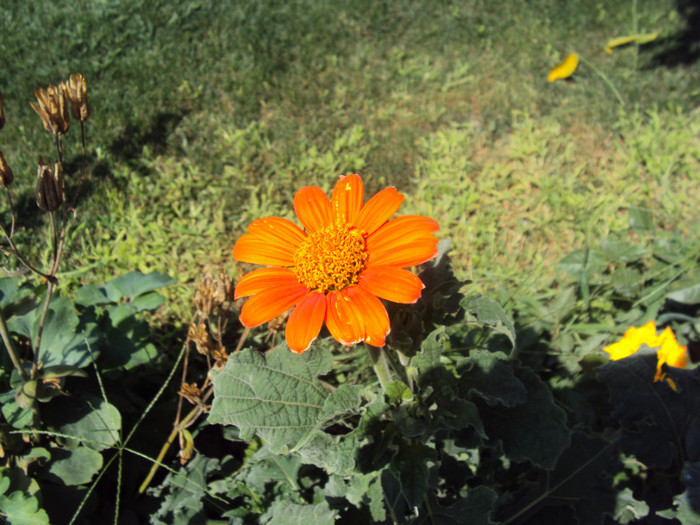 DSC00876 - CURTEA si gradina 2012