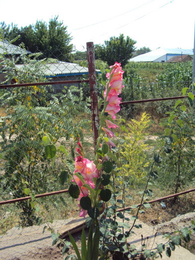 DSC00879 - CURTEA si gradina 2012