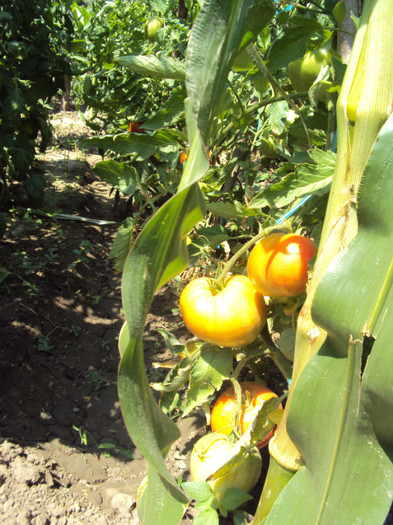 DSC00887 - CURTEA si gradina 2012
