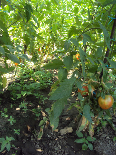 DSC00888 - CURTEA si gradina 2012