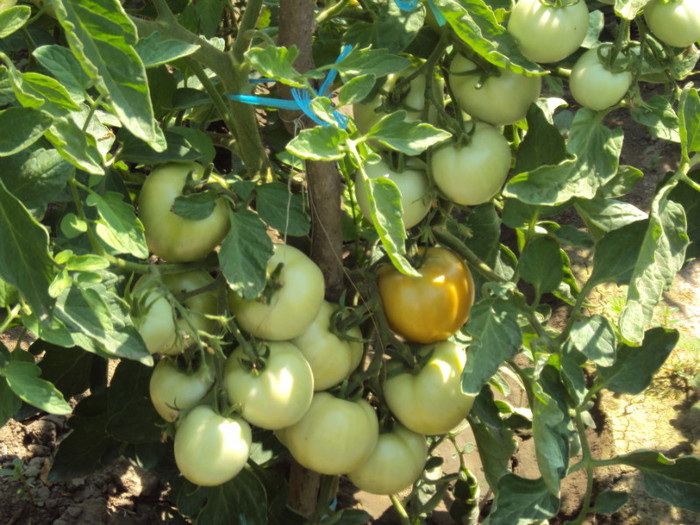DSC00900