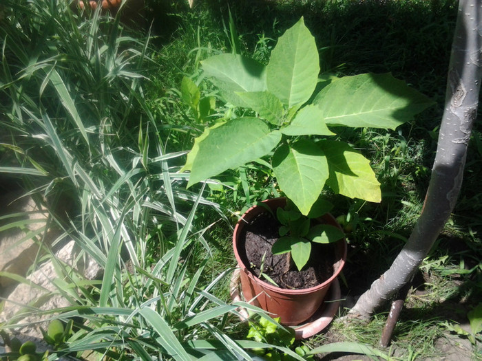 brugmansia de la remesiana