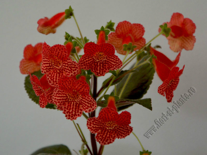 Kohleria Borka (GS); 2012
