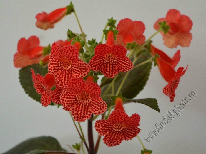 Kohleria Borka (GS); 2012
