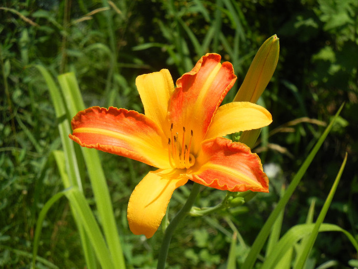 Daylily Frans Hals (2012, July 08) - Hemerocallis Frans Hals