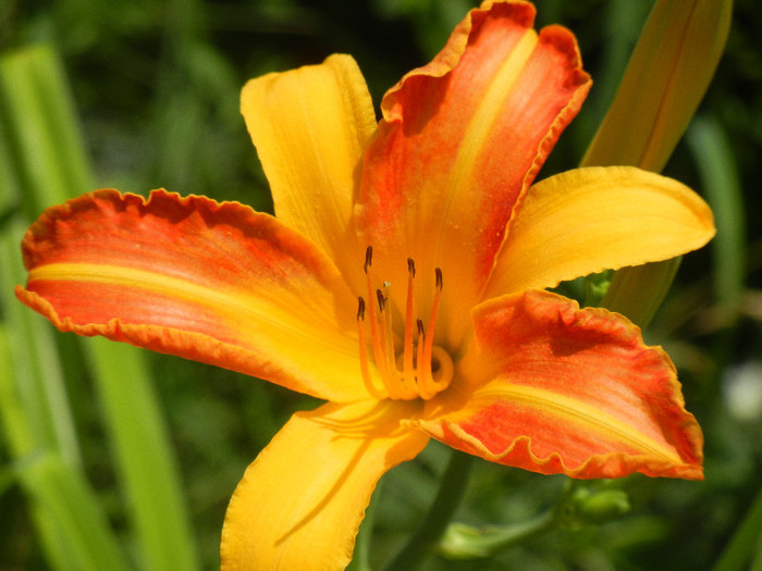 Hemerocallis Frans Hals (2012, July 08) - Hemerocallis Frans Hals