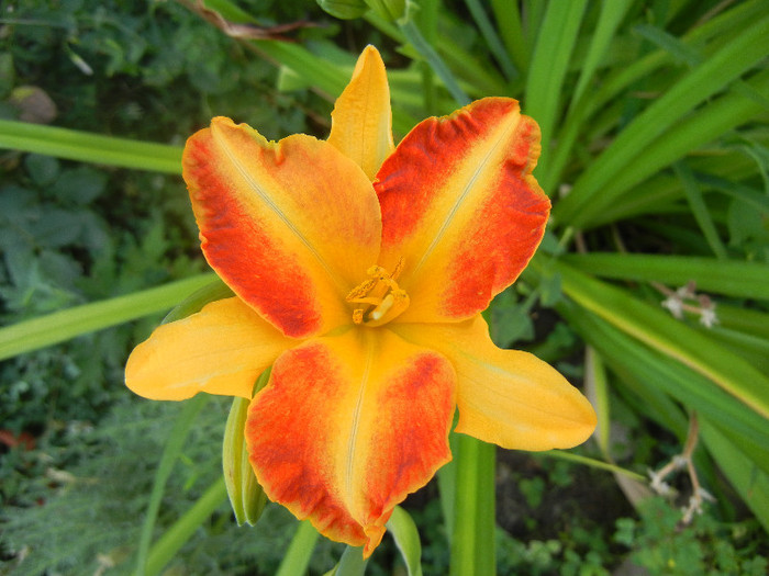 Hemerocallis Frans Hals (2012, July 09) - Hemerocallis Frans Hals