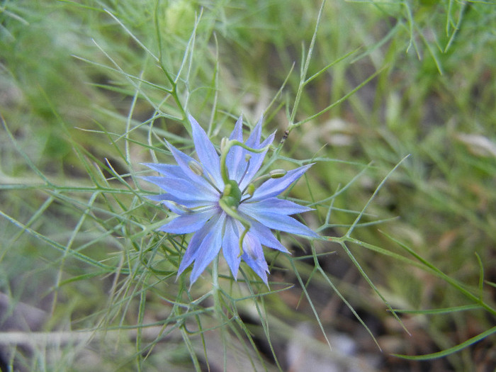 Love-in-a-Mist (2012, July 07) - NIGELLA Damascena