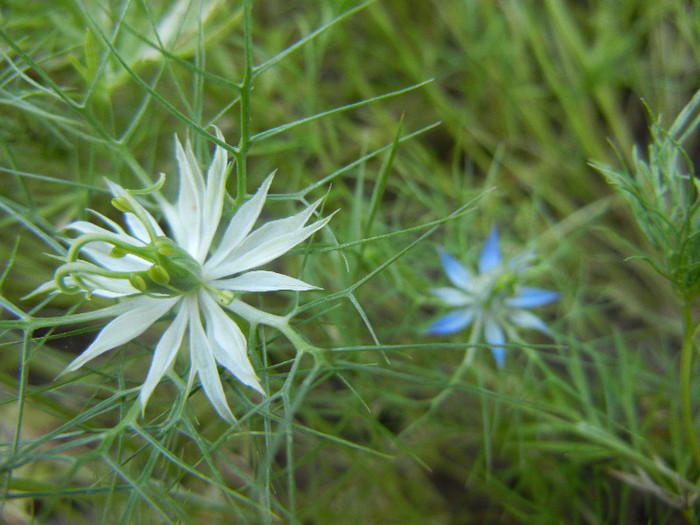 Love-in-a-Mist (2012, July 07) - NIGELLA Damascena