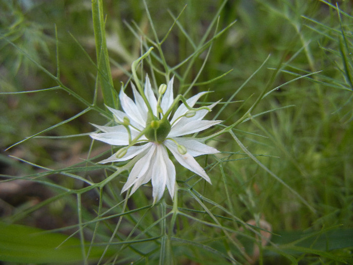 Nigella damascena (2012, July 09) - NIGELLA Damascena