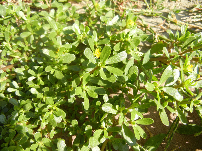 Portulaca oleracea (2012, July 09) - Portulaca oleracea