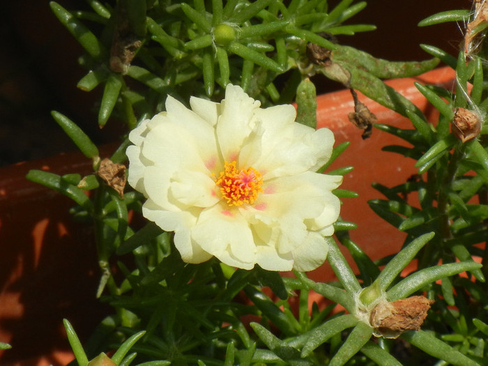 Portulaca grandiflora (2012, July 08) - PORTULACA Grandiflora