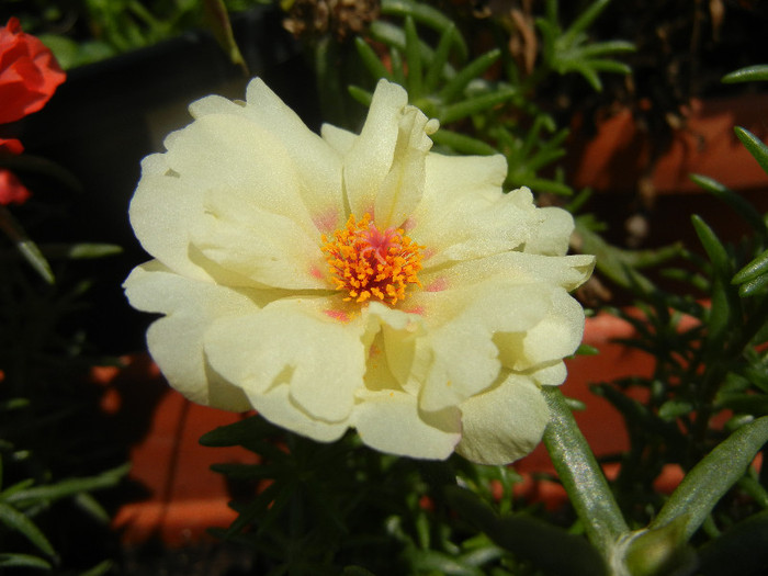 Portulaca grandiflora (2012, July 08) - PORTULACA Grandiflora