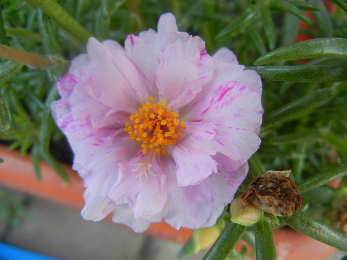 Portulaca grandiflora (2012, July 09)