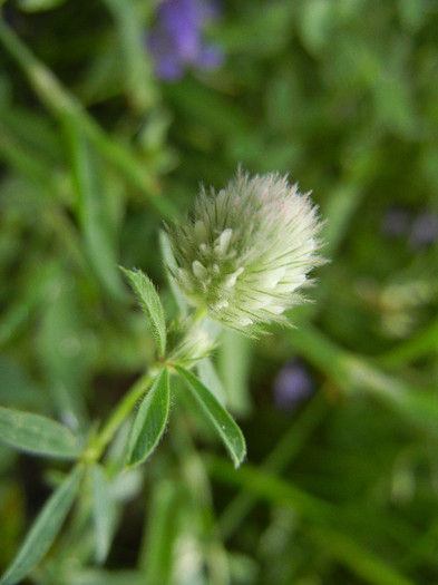 Trifolium arvense (2012, July 01) - Trifolium arvense