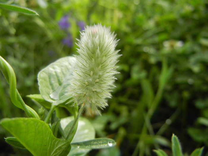 Trifolium arvense (2012, July 01) - Trifolium arvense