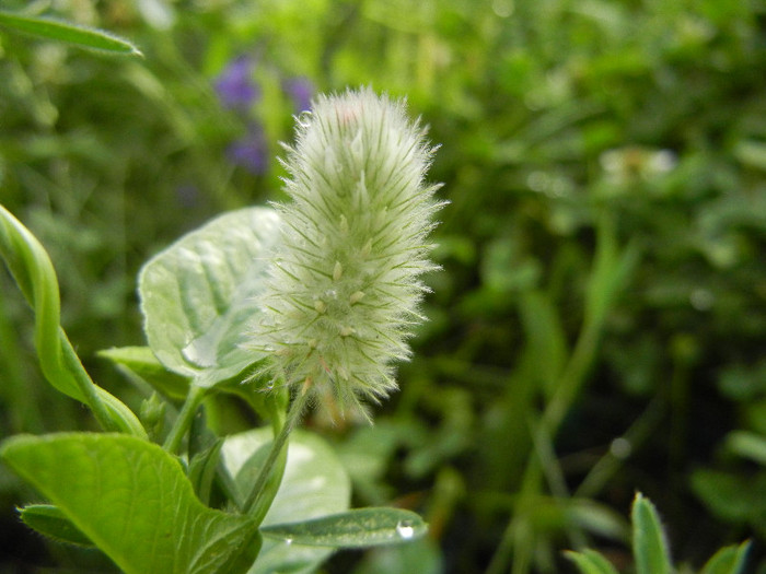 Trifolium arvense (2012, July 01)