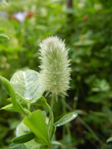 Trifolium arvense (2012, July 01) - Trifolium arvense