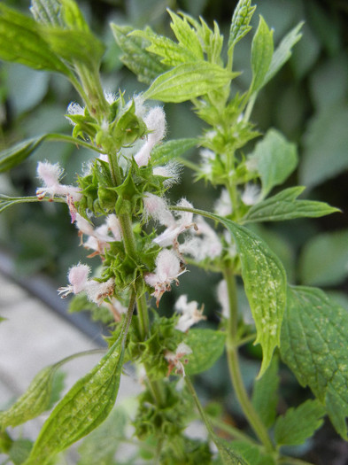 Leonurus cardiaca (2012, June 28) - Leonurus cardiaca_Motherwort