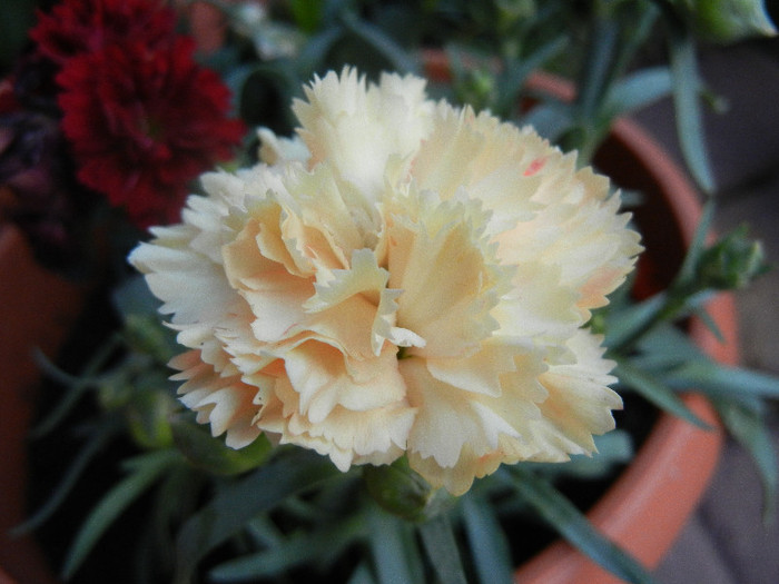 Dianthus caryophyllus (2012, June 25)