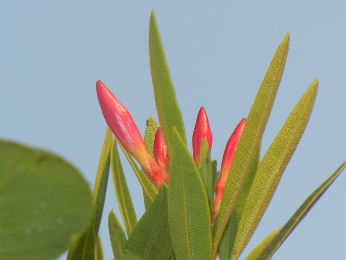 Pink Oleander (2012, July 06) - NERIUM Oleander