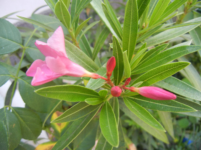 Pink Oleander (2012, July 09) - NERIUM Oleander