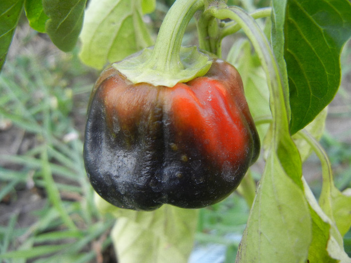 Bell Pepper Mavras (2012, July 06)