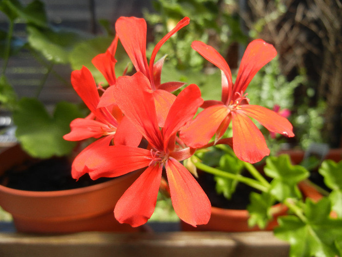 Mini Cascade Red (2012, July 03)