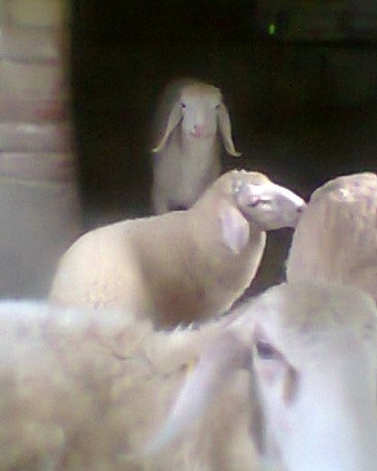 BERBECUTI ASSAF; ASSAF
