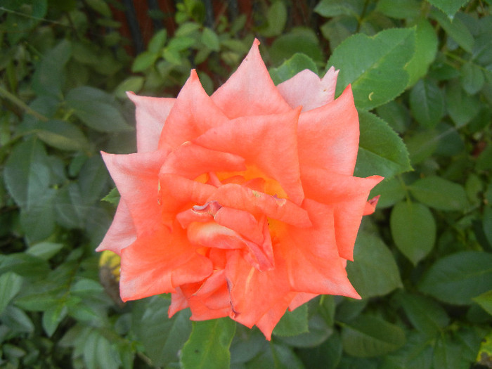 Rose Monica (2012, July 09)